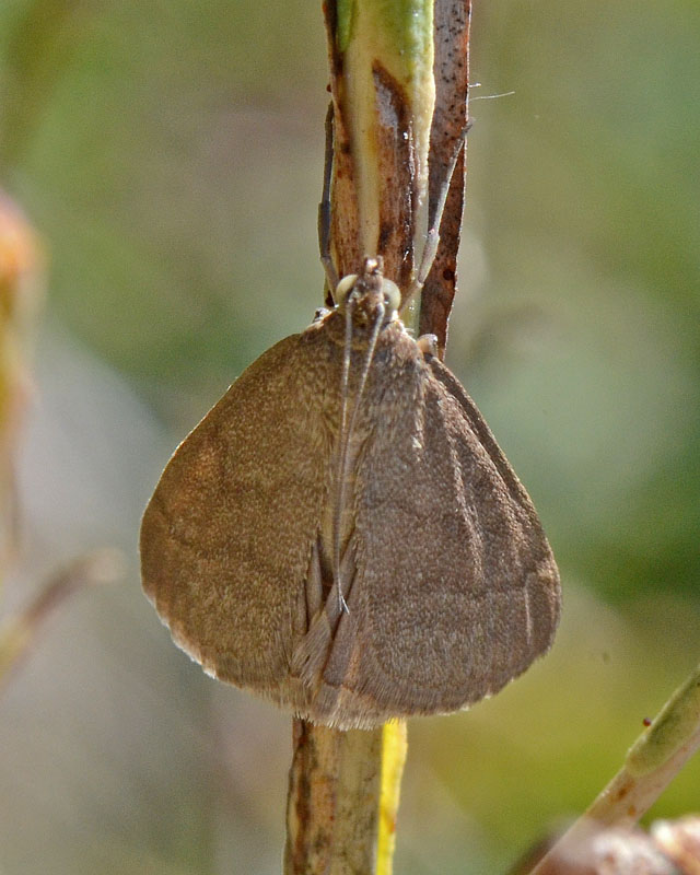 Identificazione eterocero